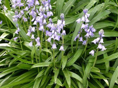 Photo: Missouri Botanical Garden