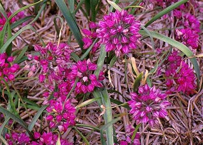 Photo: Cornell University