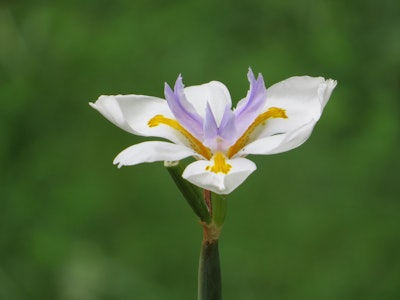 Photo: David Hill/Flickr