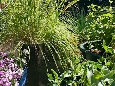 Photo: Susan J. Tweit