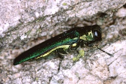 emerald-ash-borer-usda