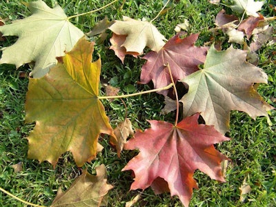 autumn leaves on the grassy ground