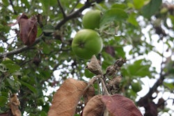 fire-blight-green-apple-tree