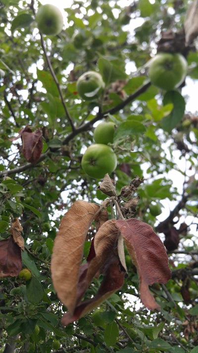 Photo:karen_hine/Flickr