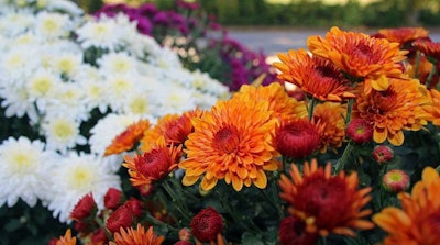 Hardy mums are commonly used in fall decorations. Photo: Pixabay