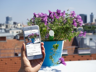 Users can monitor soil moisture through the helloplant app. Photo: helloplant