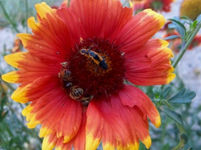 Photo: Susan J. Tweit