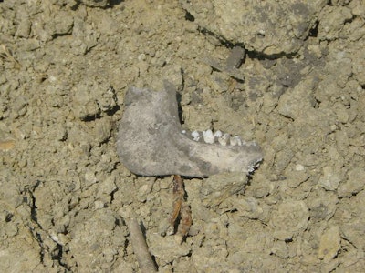 Note this is not the jawbone that was discovered. Photo: brankomaster/Flickr