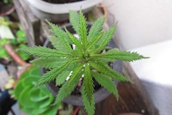 marijuana-potted-plant