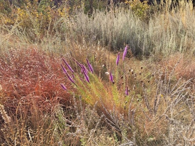 Photo: Susan J. Tweit