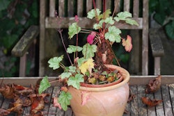 plant-fall-flower-pot-park-backyard-botany-garden-still-life-houseplant-flowers-autumn-mood-leaves-flowerpot-floristry-leaf-coloring-garden-chair-man-made-object-coral-bells-849156