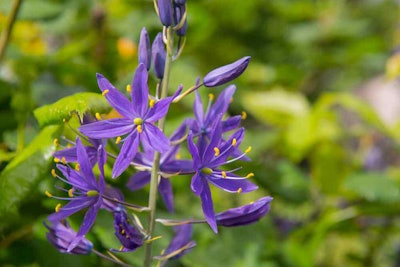 camas lily
