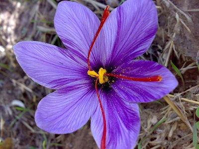 Photo: Wikipedia