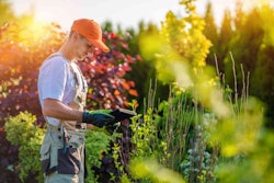 landscaper-assessing-yard