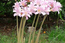 surprise-lilies