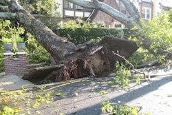 uprooted-tree