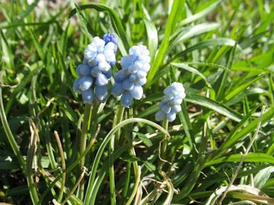 Photo: Missouri Botanical Garden