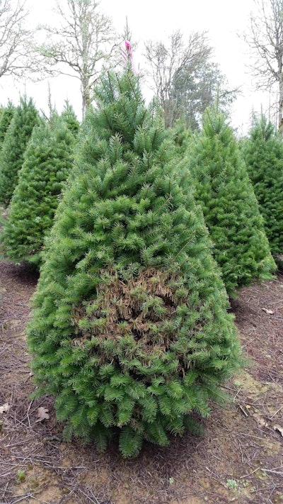 Web blight can cause large patches of brown needles. Photo: Chal Landgren