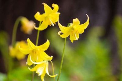 dogtooth violet