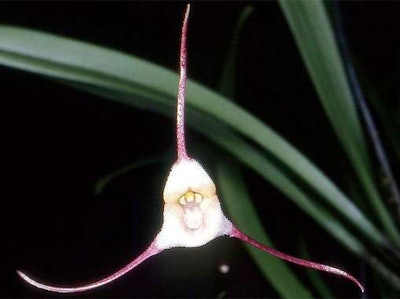 Photo: Orchi/Wikipedia