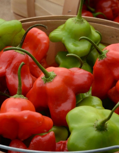 Photo: All-American Selections