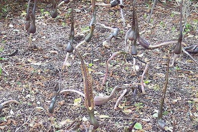 Photo: Cillas/Wikipedia