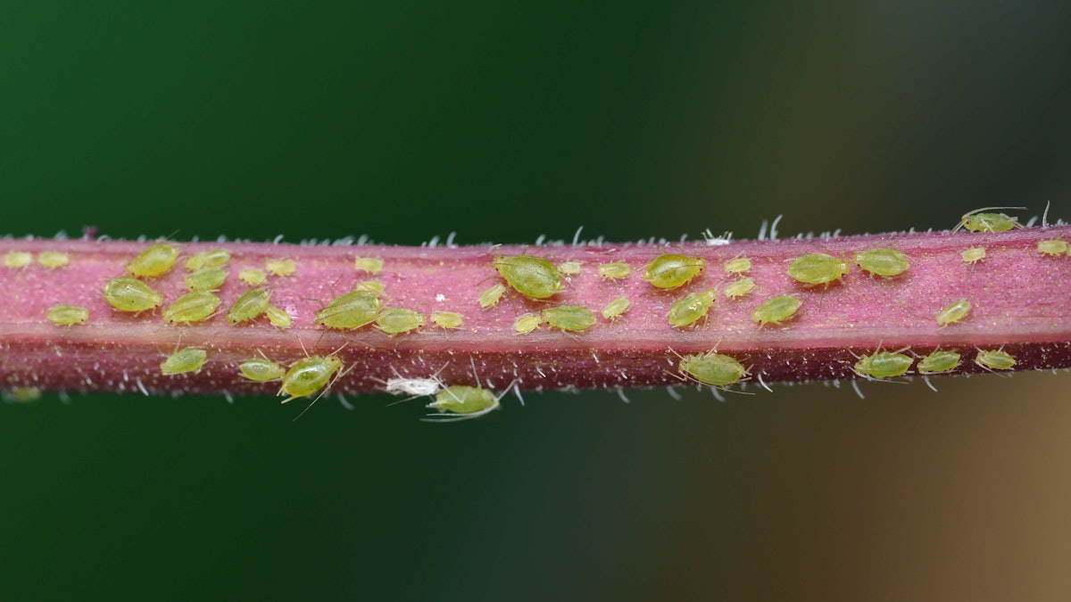Bayer's new insecticide targets whiteflies and aphids | Total ...