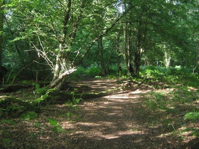 Photo: Wikipedia