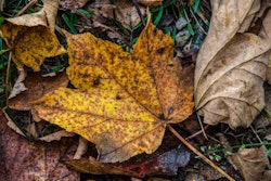 fallen-maple-leaf