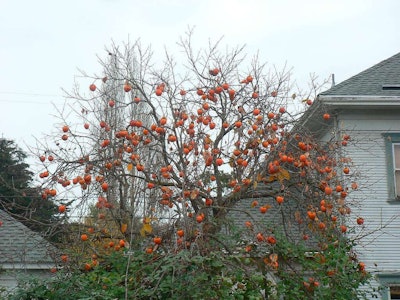 Photo: Erin Buonocore/Flickr