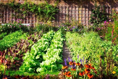 survival garden
