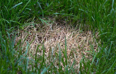 small patch of dead grass