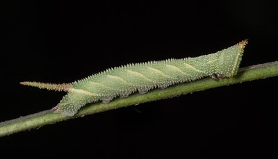 Photo: Roads End Naturalist