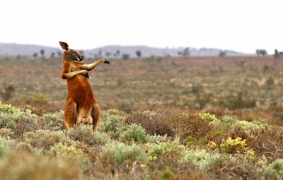 Yuuuu crank that soulja boy! Photo: Andrey Giljov/The Comedy Wildlife Photography Awards