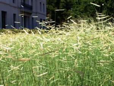 Bouteloua gracilis ‘Blonde Ambition’ PP# 22048