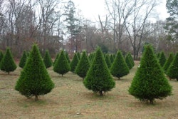 Christmas-tree-farm-Lauren-Knowlton