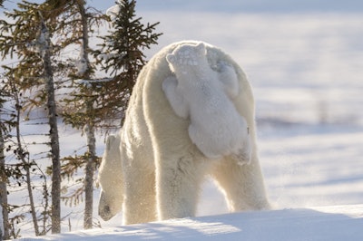 Moms hate backseat drivers. Photo: Daisy Gilardini/The Comedy Wildlife Photography Awards