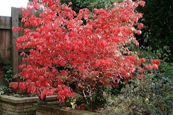 winged-burning-bush