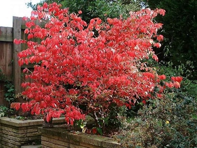 winged-burning-bush