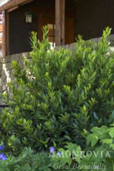 Laurus nobilis Little Ragu