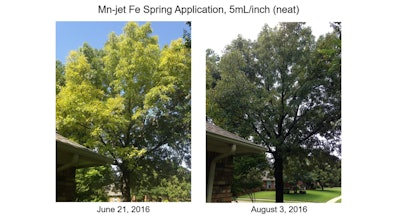 Before and after one month of low rate application of Mn-jet Fe during the summer. Photo: Arborjet