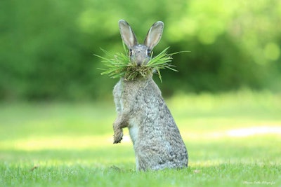 I mustache you a question… Photo: Olivier Colle/The Comedy Wildlife Photography Awards