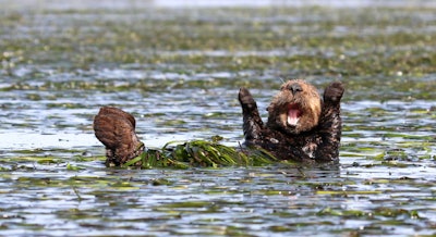 Can I get a hallelujah? Photo: Penny Palmer/The Comedy Wildlife Photography Awards