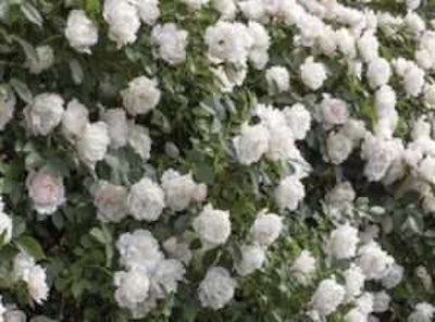 Rosa Meirdana Icecap PP #26790