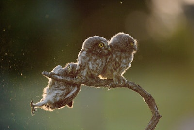 Whoopsie-daisy! Photo: Tibor Kercz/The Comedy Wildlife Photography Awards