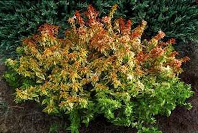 Abelia 'Kaleidescope'PP #16988