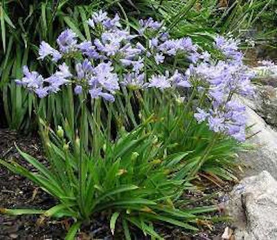 Agapanthus ‘Baby Pete’ PP#21,705