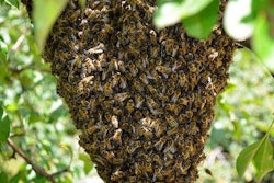 bee-hive-swarm