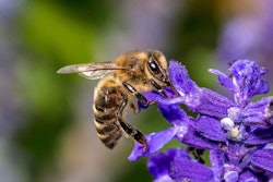 bee-purple-flower