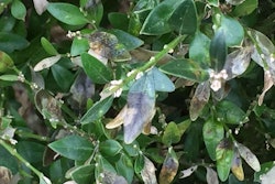 boxwood-blight-bush